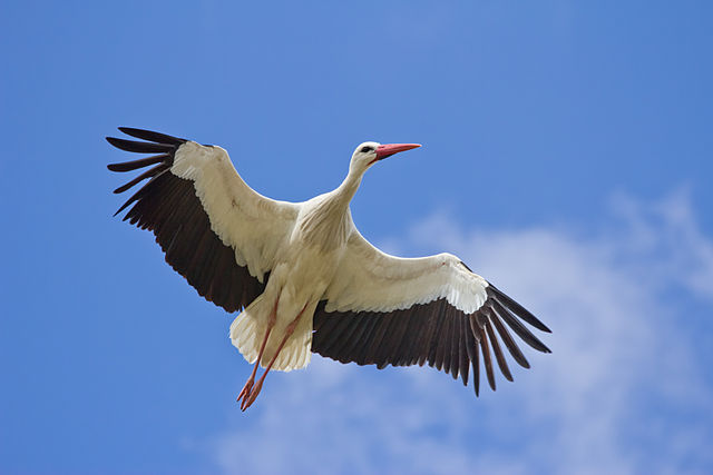 Stork incurs hefty phone bill